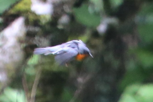 Flame-throated Warbler - ML642824840