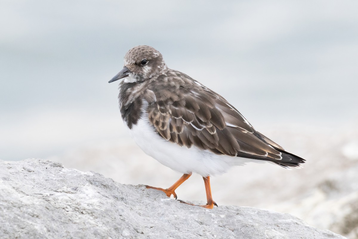 Ruddy Turnstone - ML642824843