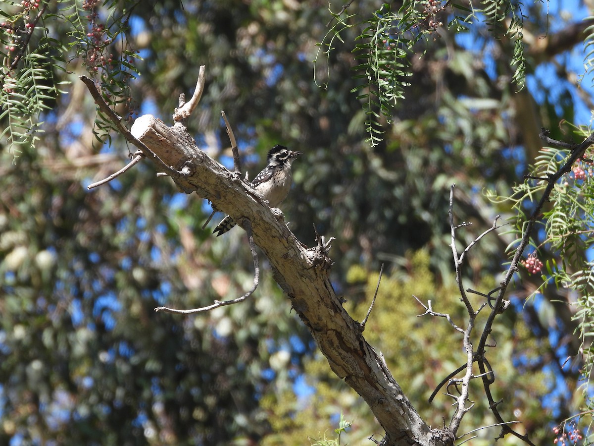 Nuttall's Woodpecker - ML642824844