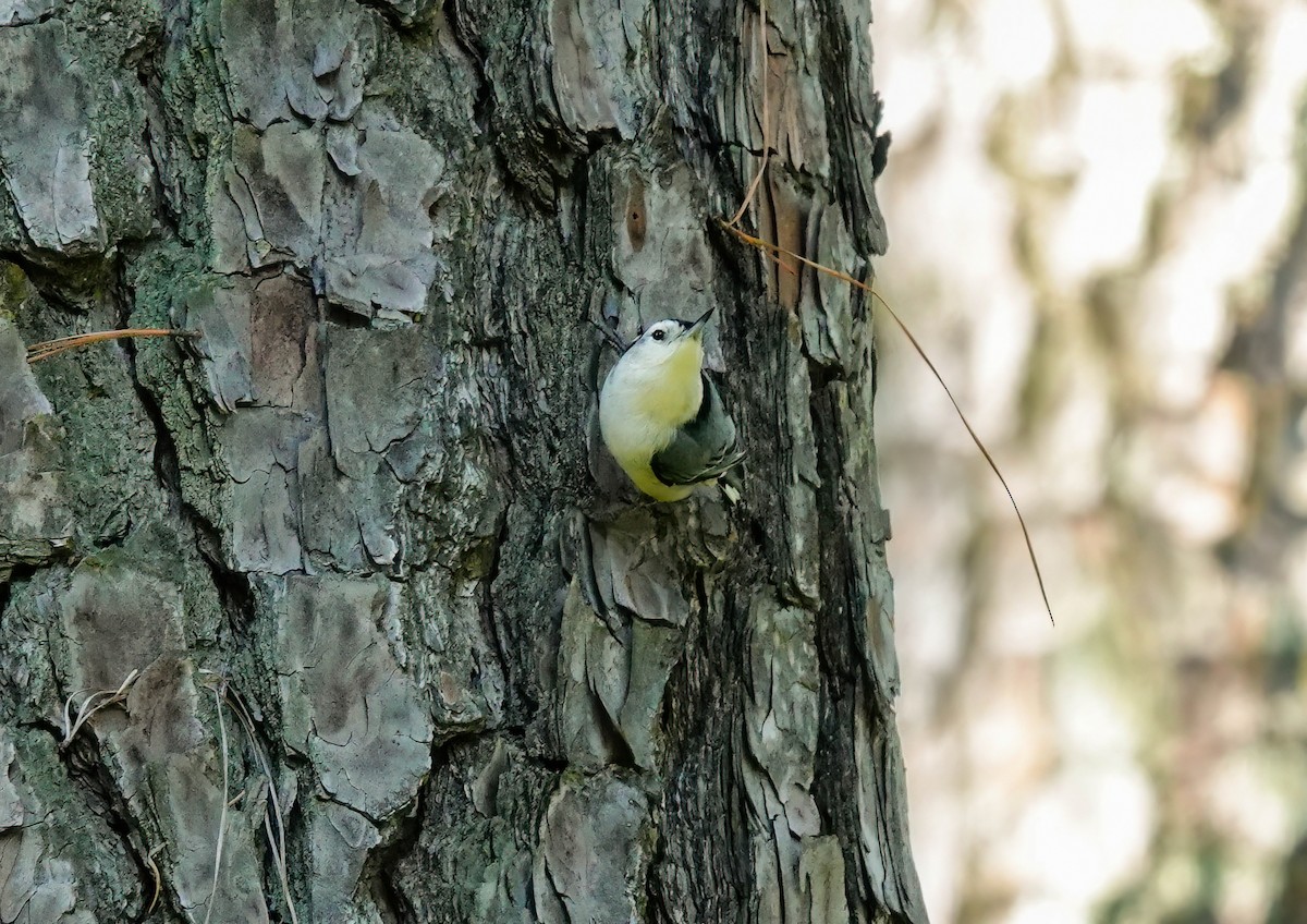 White-breasted Nuthatch - ML642824846