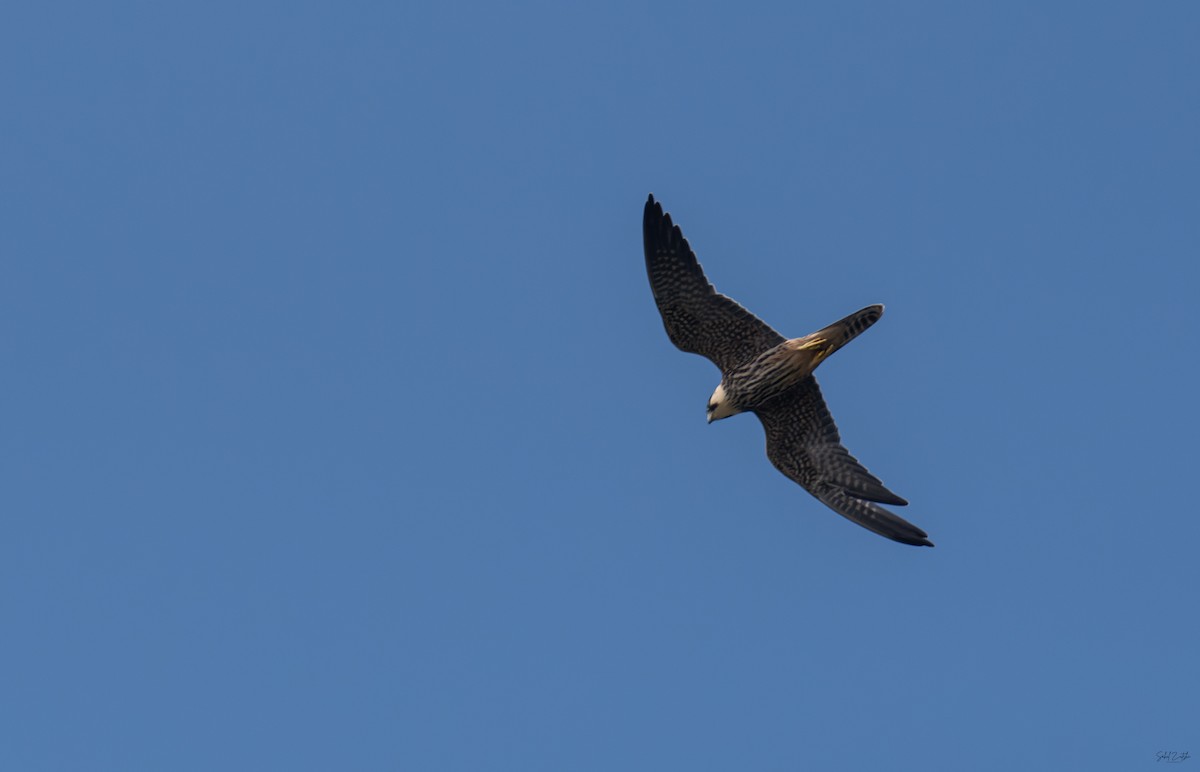 Eurasian Hobby - ML642824861