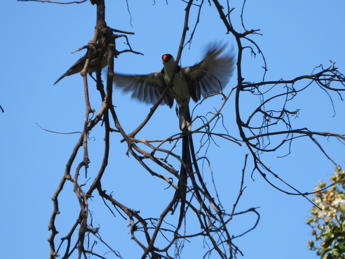 Pin-tailed Whydah - ML642824864