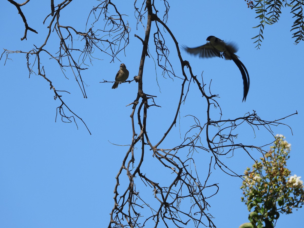 Pin-tailed Whydah - ML642824865