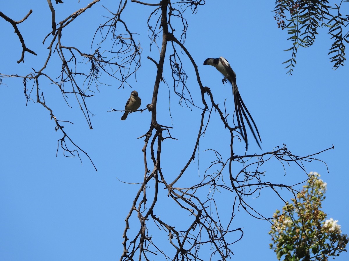 Pin-tailed Whydah - ML642824866