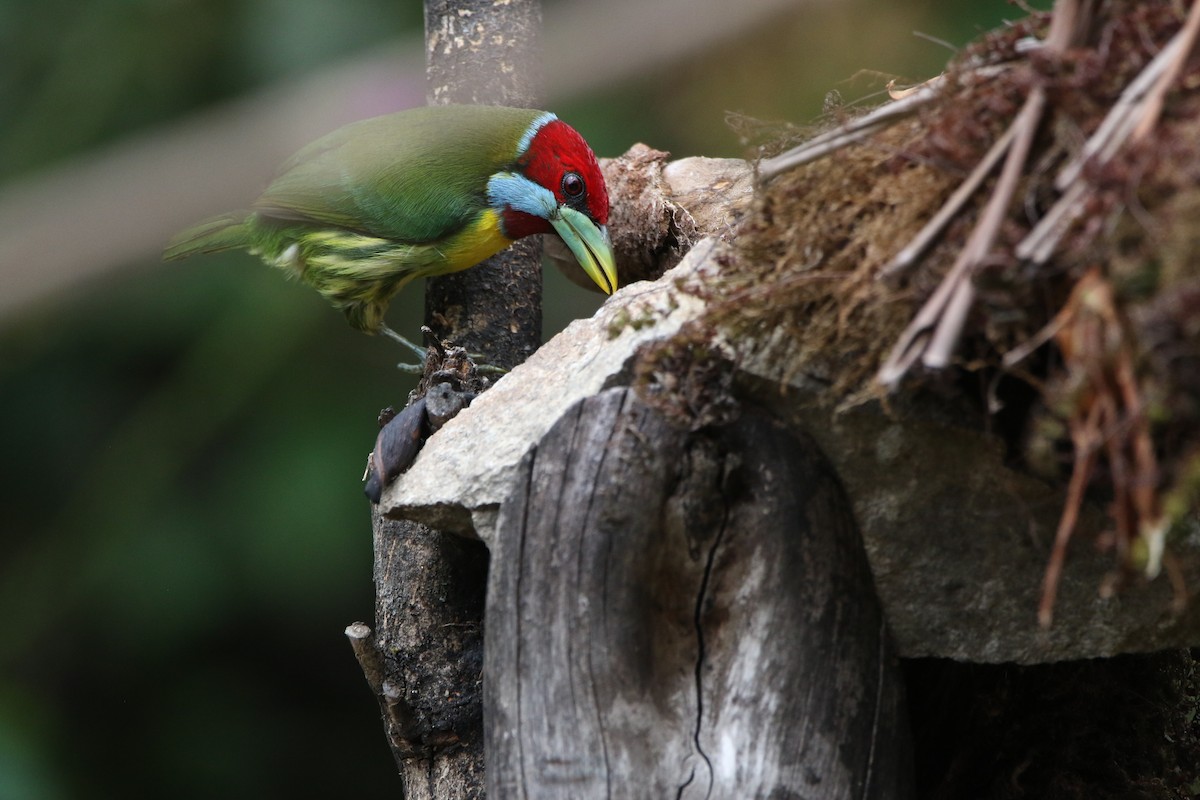 Versicolored Barbet - ML642824874
