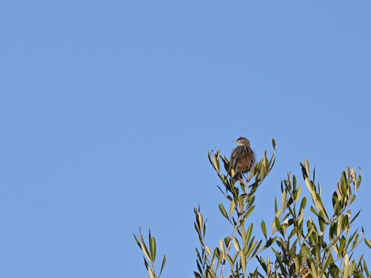Zitting Cisticola - ML642824877