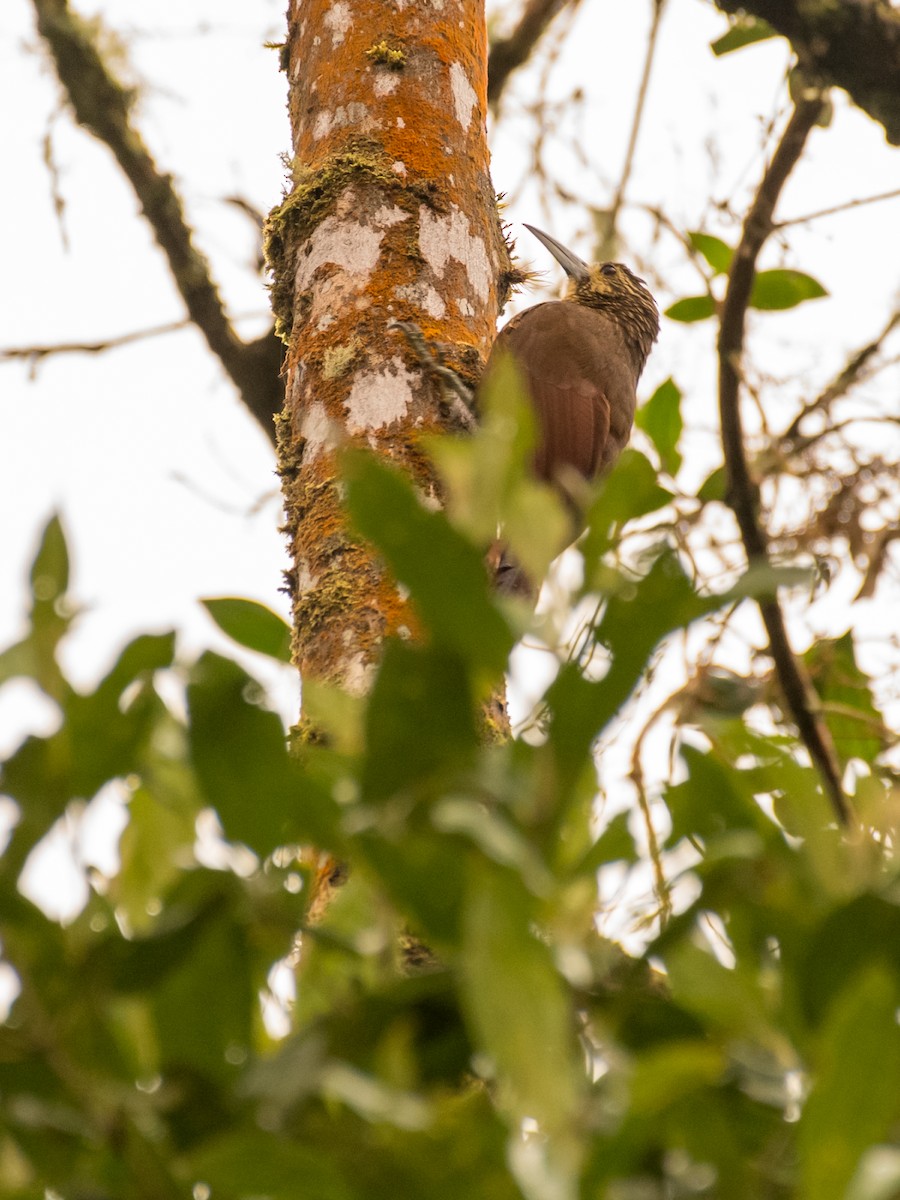 Strong-billed Woodcreeper - ML642824883