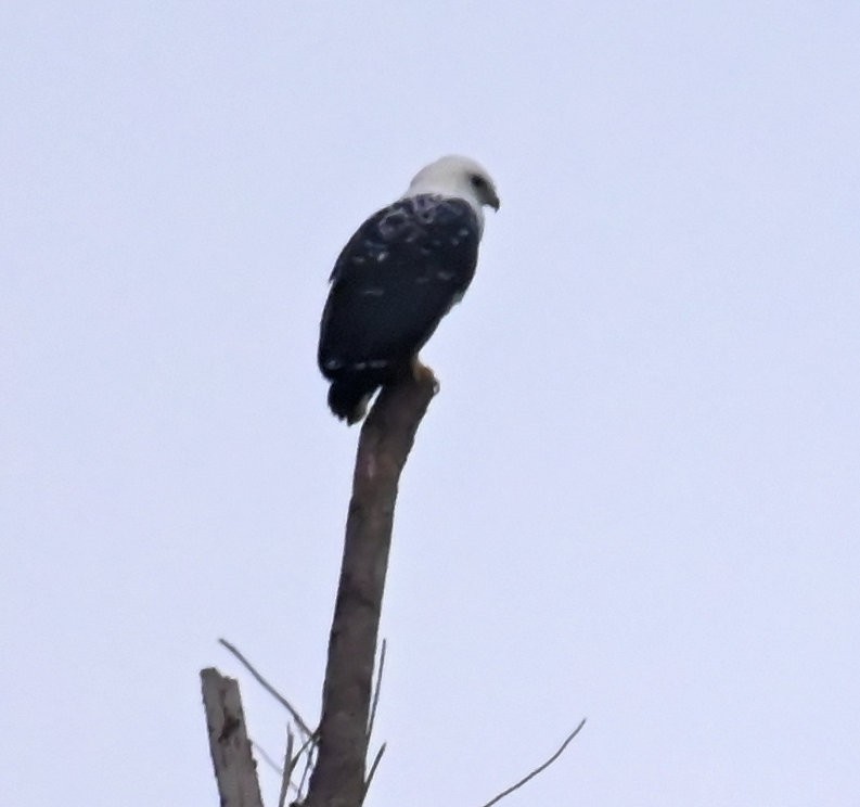 White Hawk - ML642824884