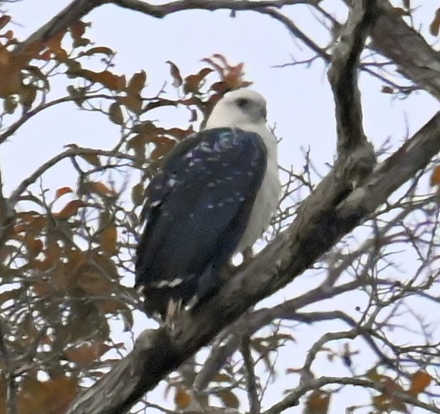 White Hawk - ML642824885