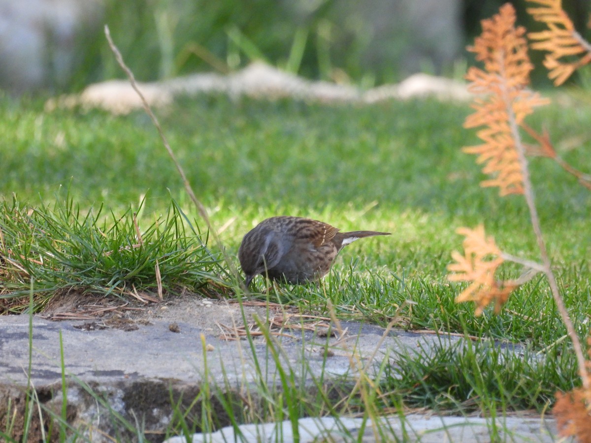 Dunnock - ML642824888