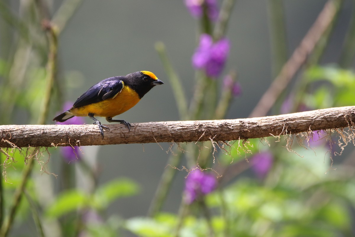 Orange-bellied Euphonia - ML642824889