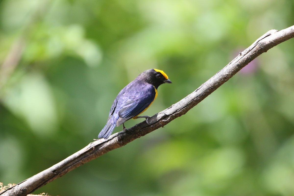 Orange-bellied Euphonia - ML642824890