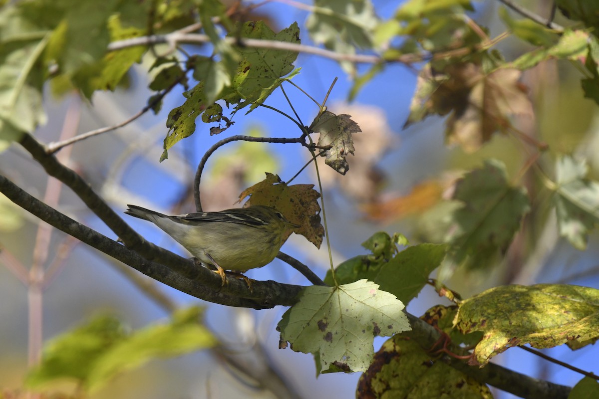 Blackpoll Warbler - ML642824891