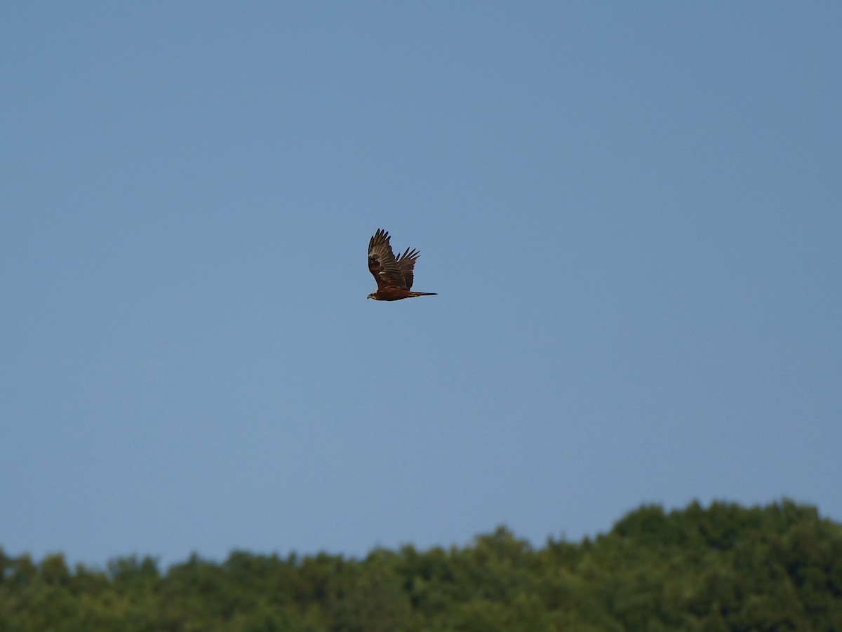 Western Marsh Harrier - ML642824892