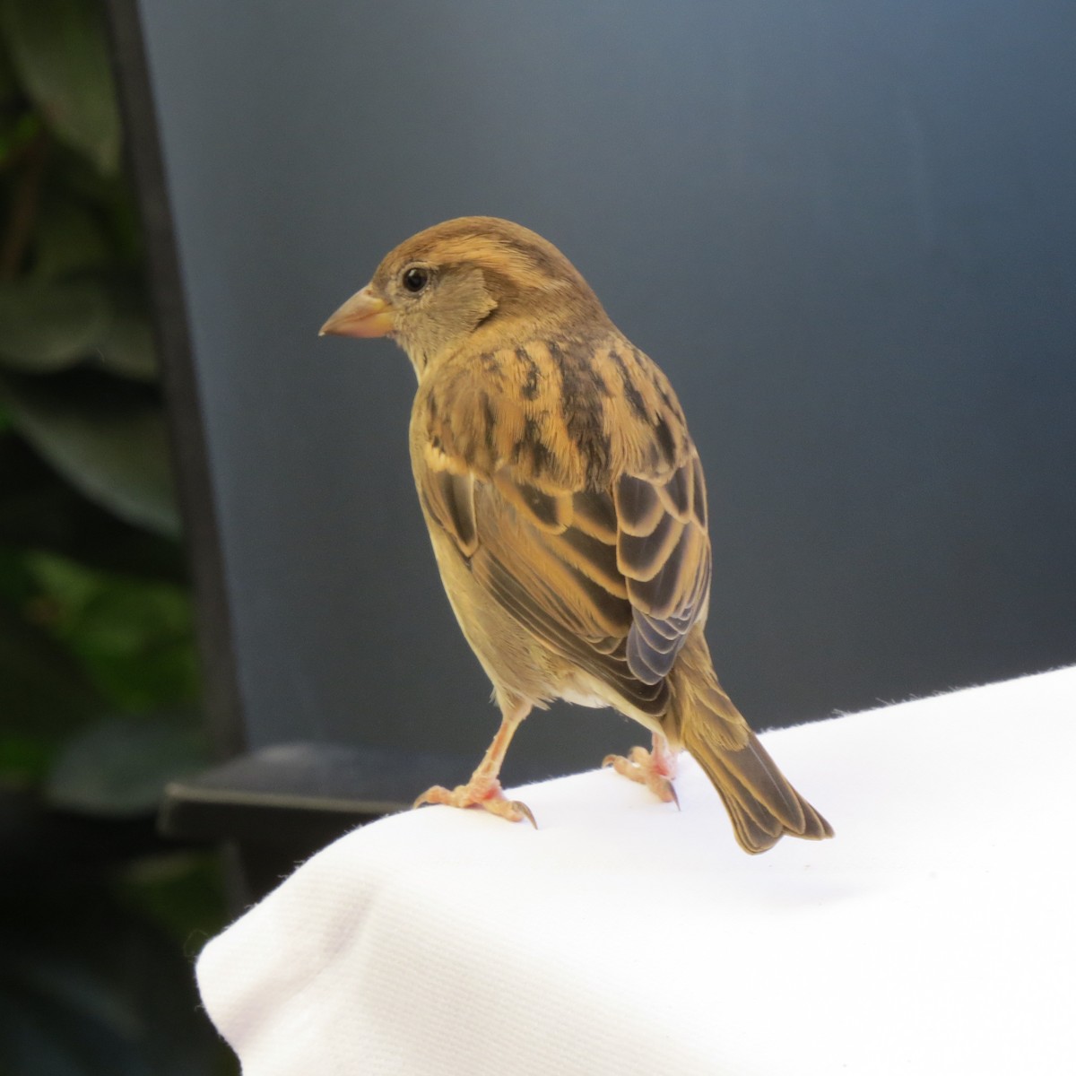 Italian Sparrow - ML642824893
