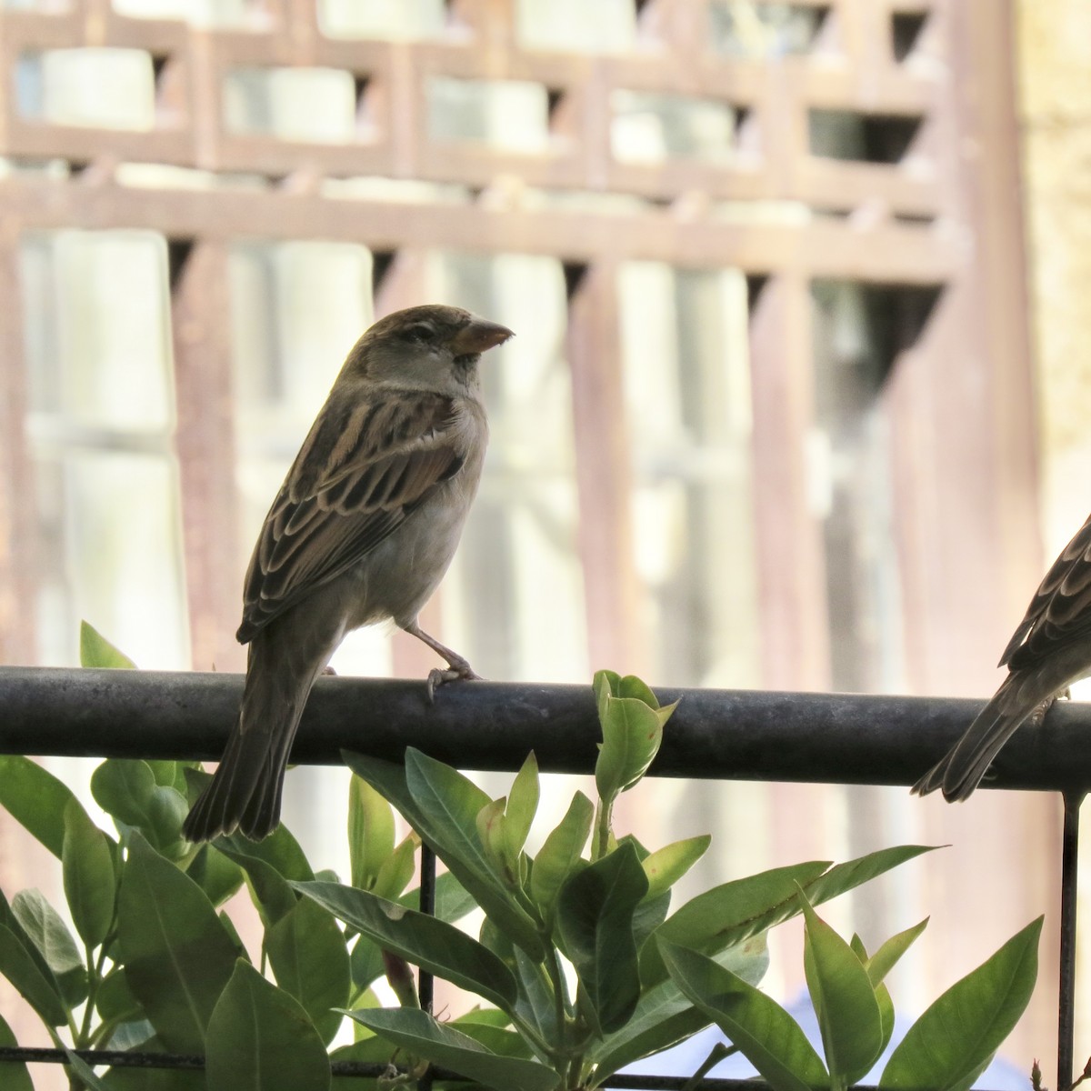 Italian Sparrow - ML642824894