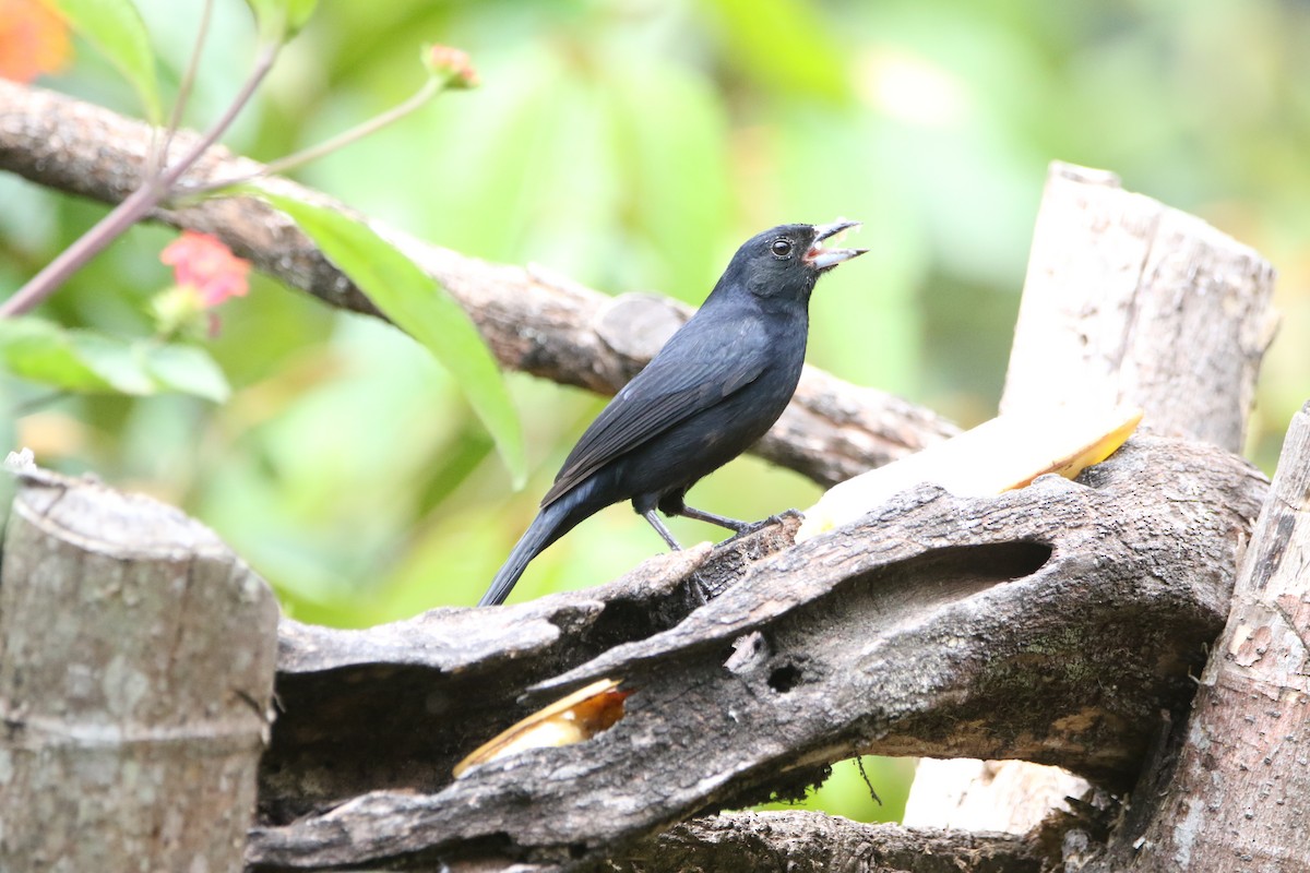White-shouldered Tanager - ML642824895