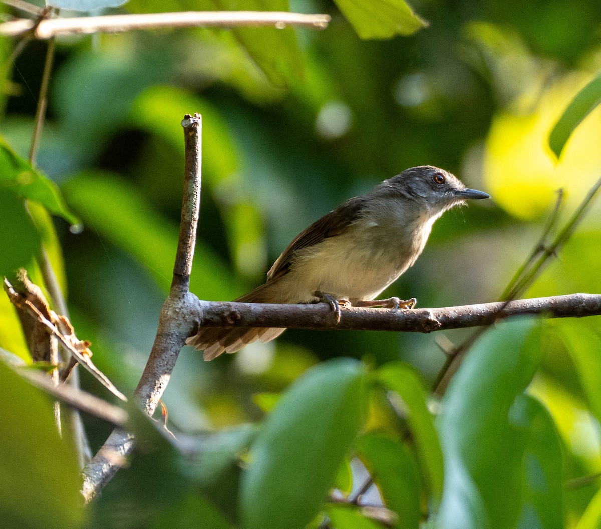 Cream-vented Bulbul - ML642824897