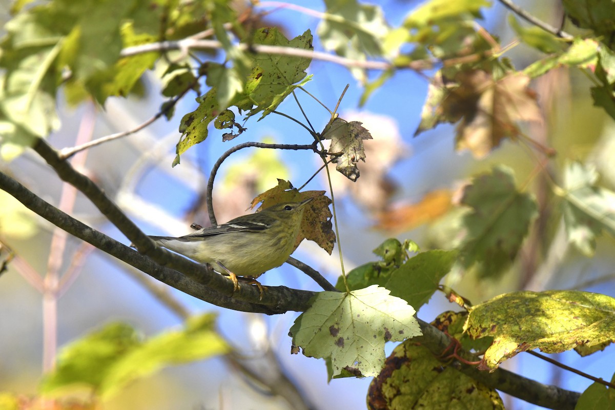 Blackpoll Warbler - ML642824898