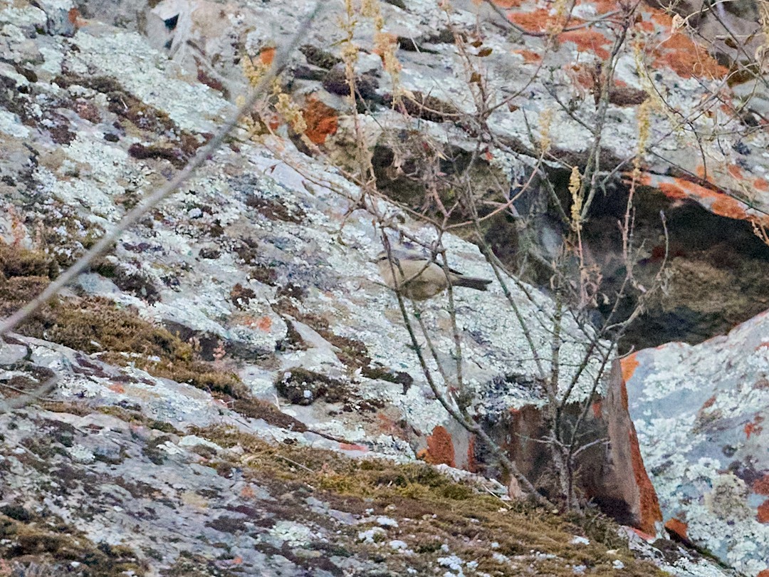 Cinereous Conebill - ML642824900