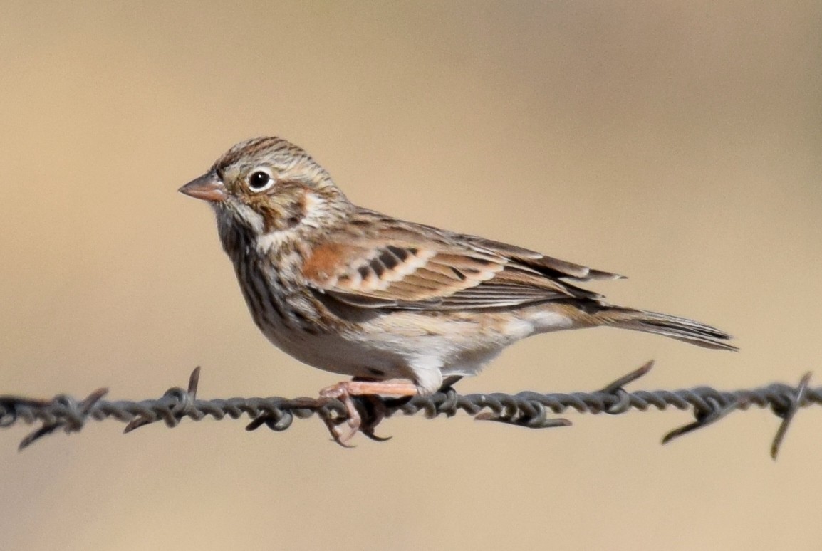 Vesper Sparrow - ML642824901