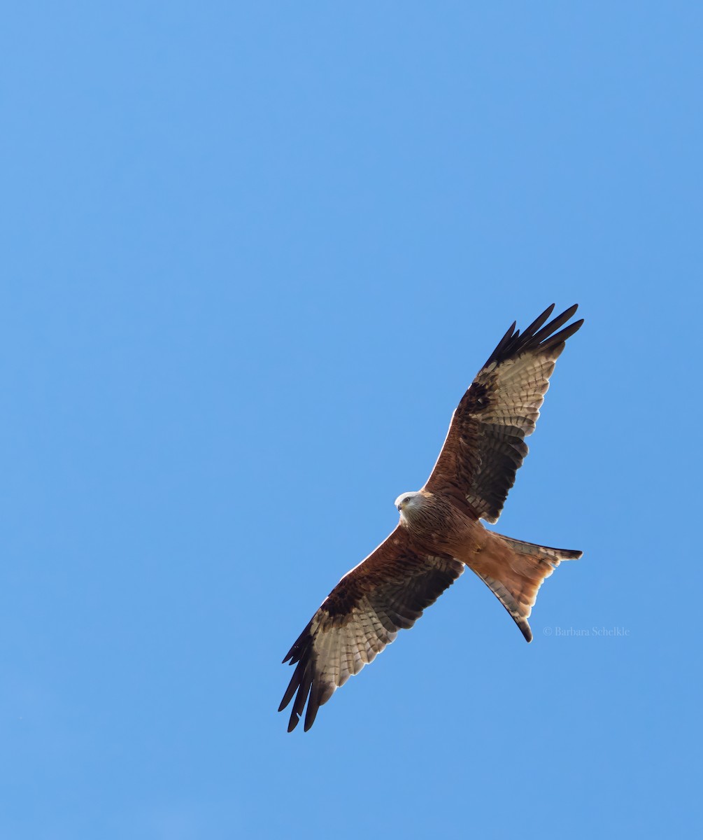 Red Kite - ML642824902