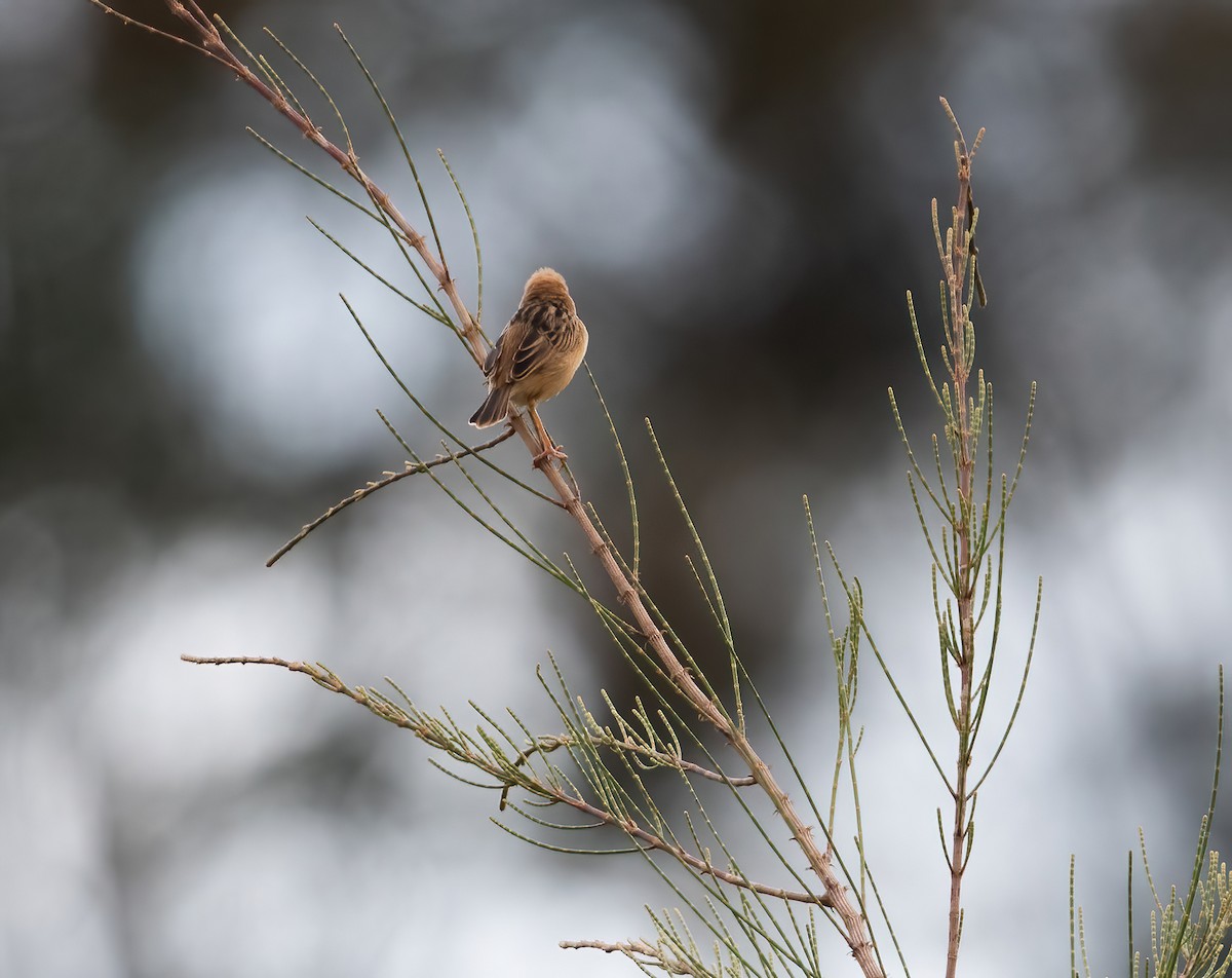 Golden-headed Cisticola - ML642824903