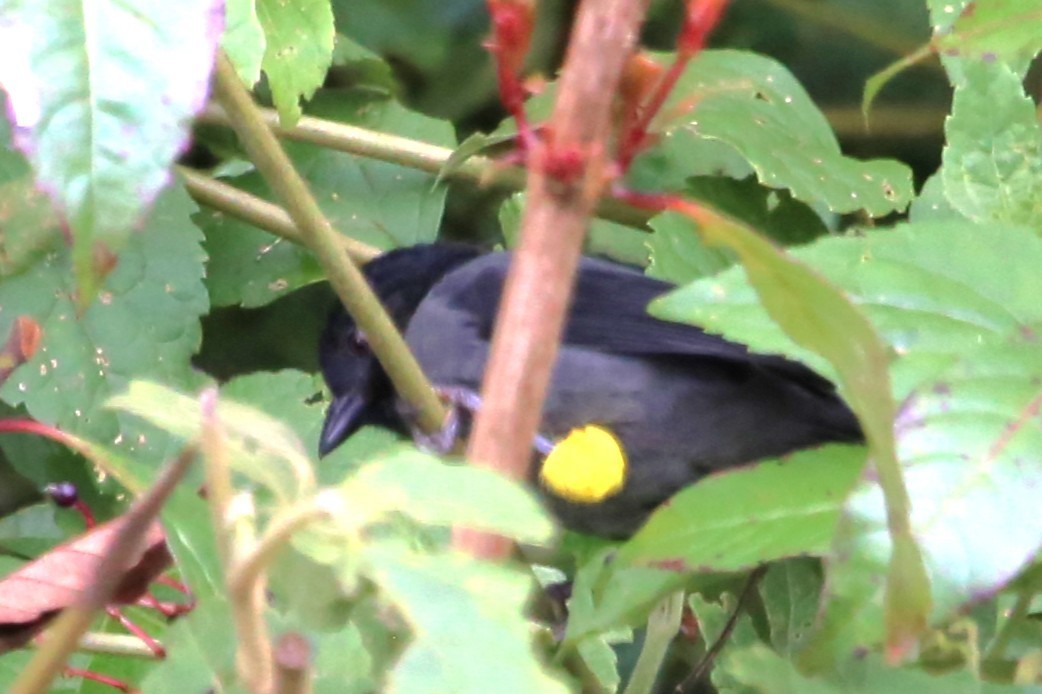 Yellow-thighed Brushfinch - ML642824904