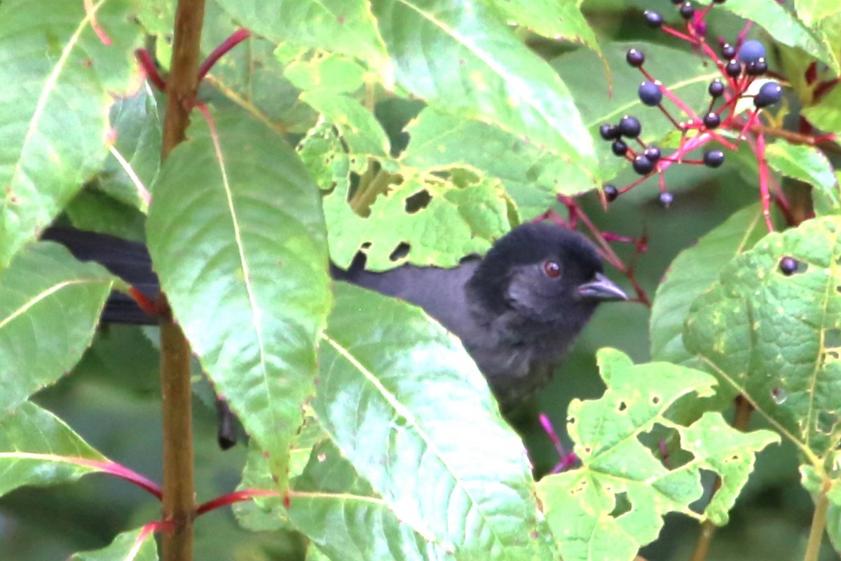 Yellow-thighed Brushfinch - ML642824905