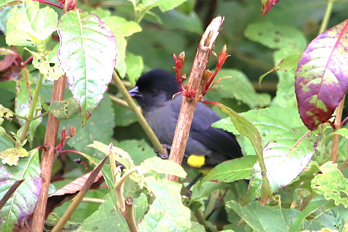 Yellow-thighed Brushfinch - ML642824906