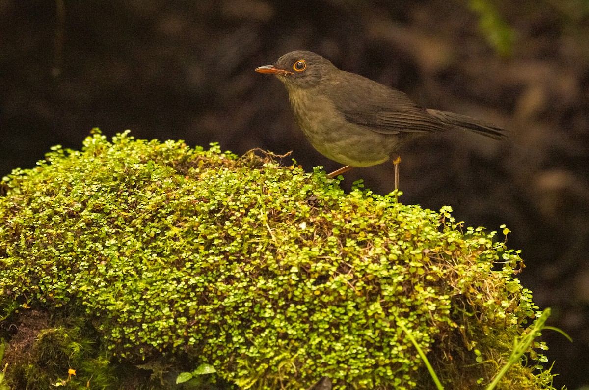 Slaty-backed Nightingale-Thrush - ML642824908