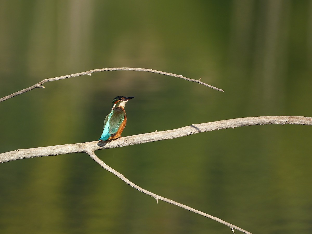 Common Kingfisher - ML642824911