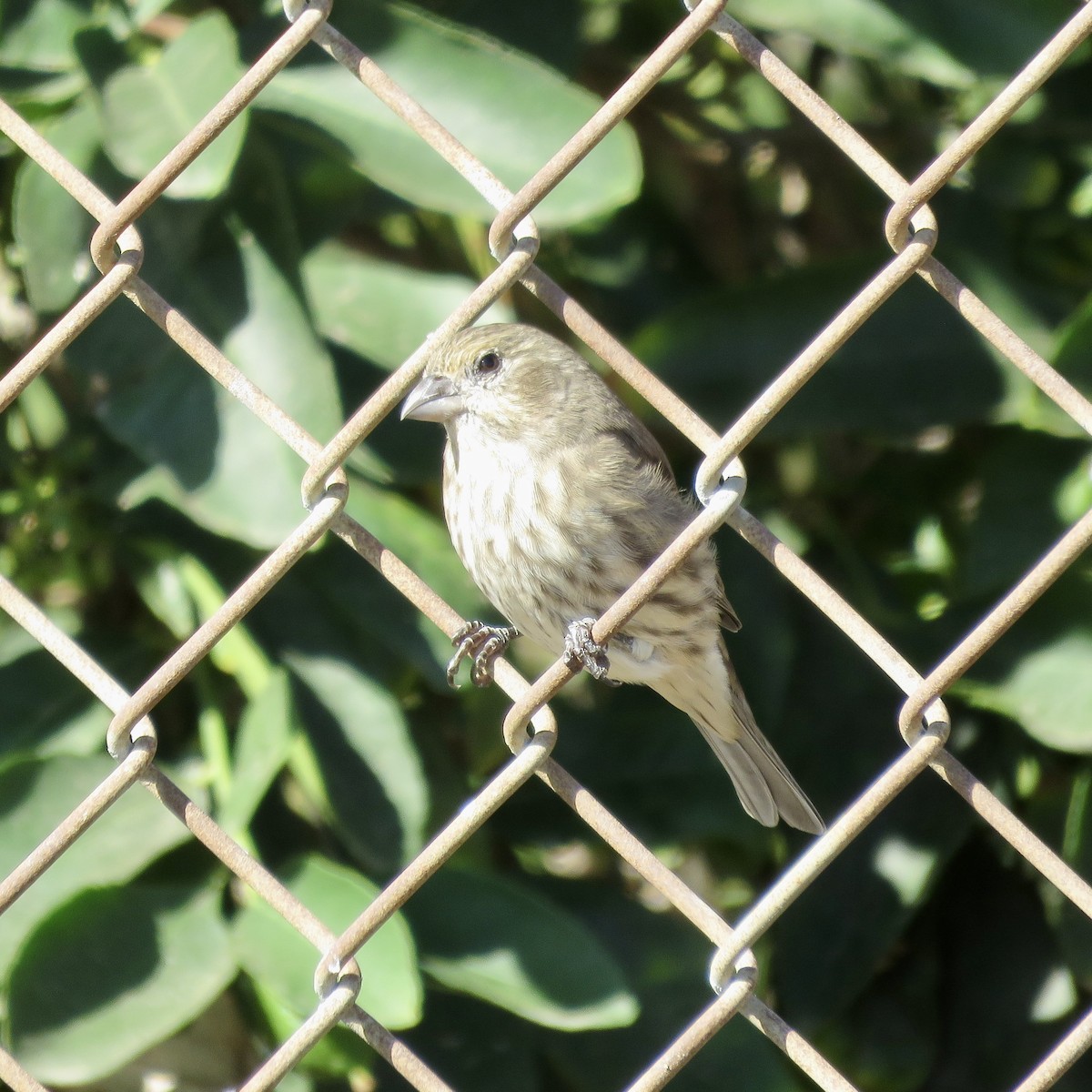 House Finch - ML642824912