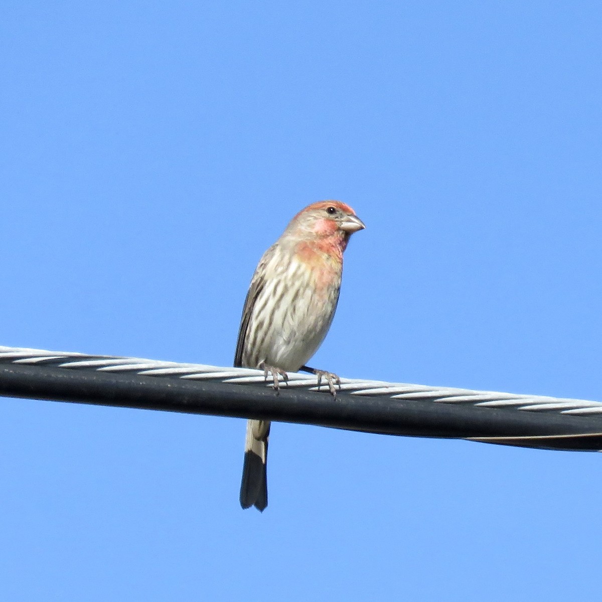 House Finch - ML642824913