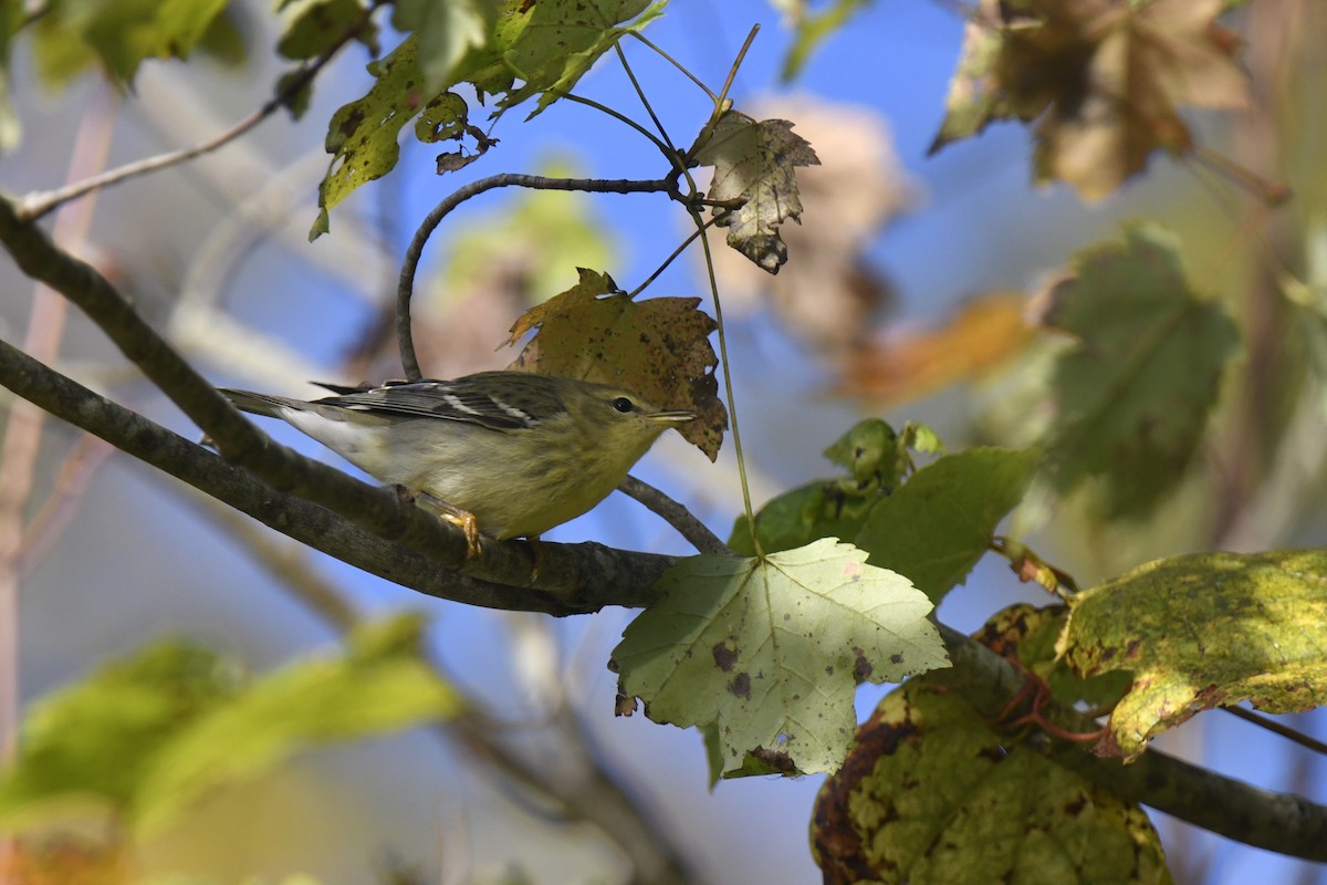 Blackpoll Warbler - ML642824915