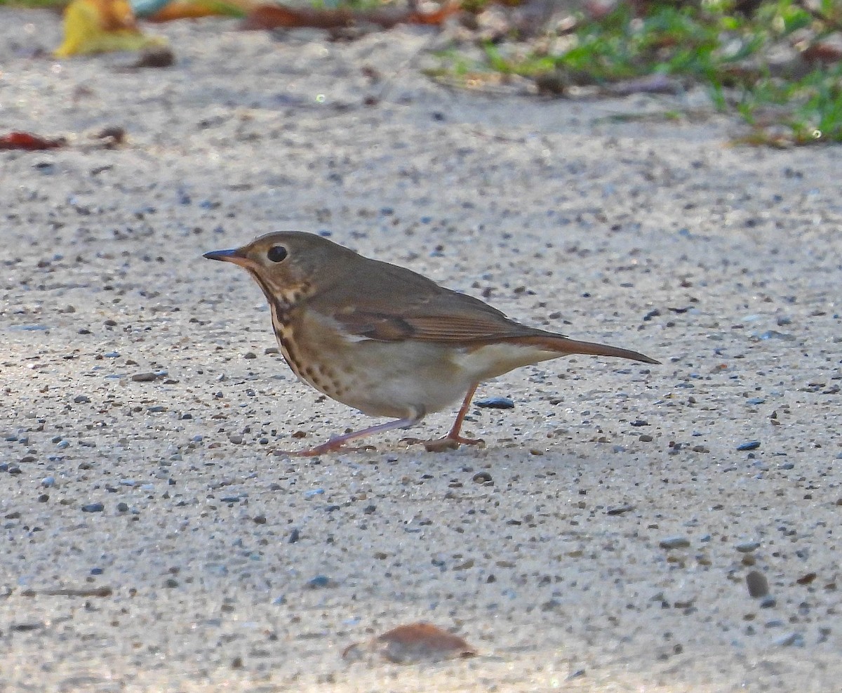 Hermit Thrush - ML642824916