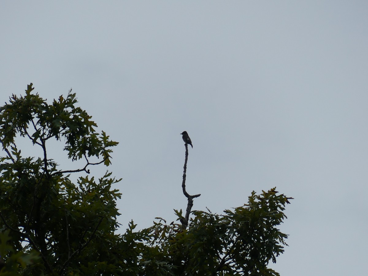 Olive-sided Flycatcher - ML642824917