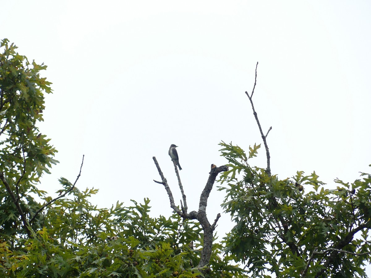 Olive-sided Flycatcher - ML642824920