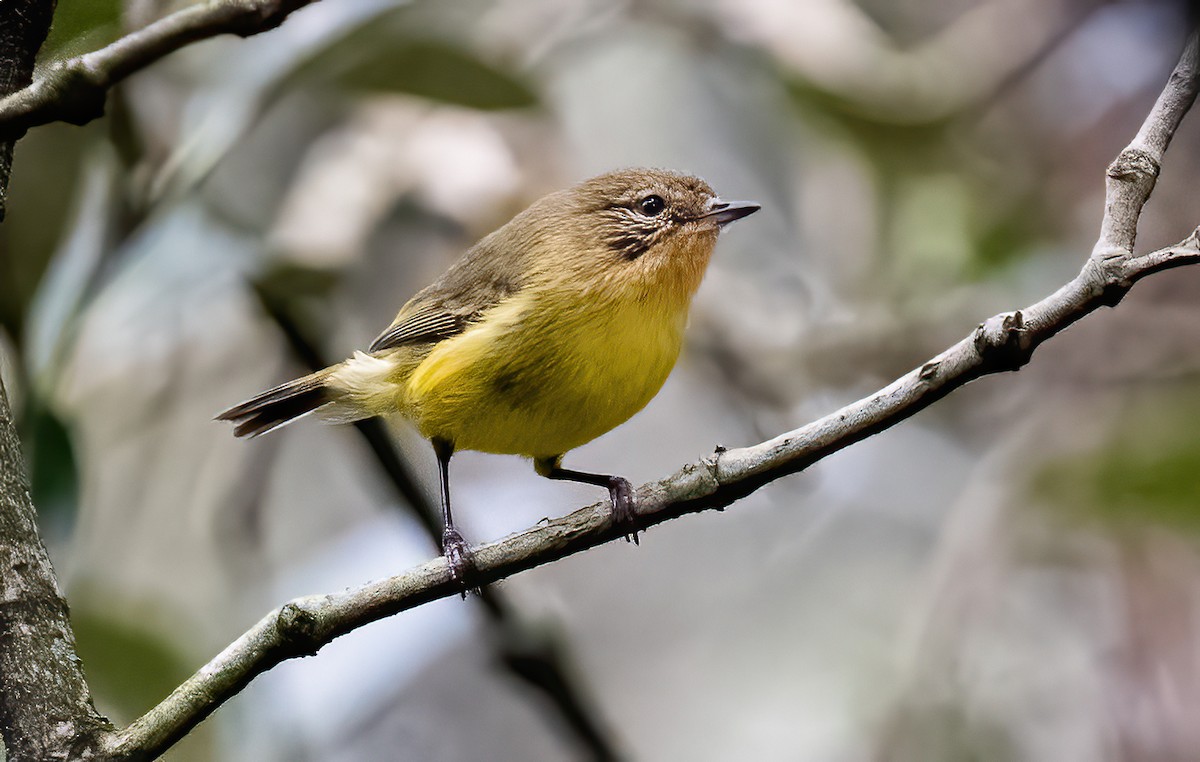Yellow Thornbill - ML642824921