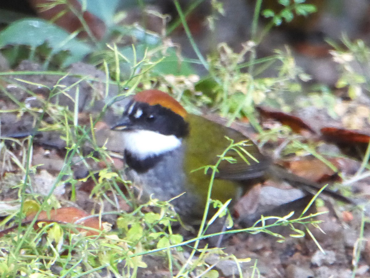 クリボウシヤブシトド - ML642824922