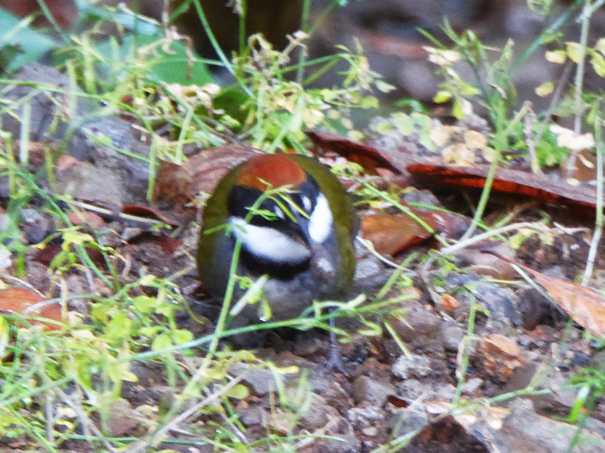 クリボウシヤブシトド - ML642824923