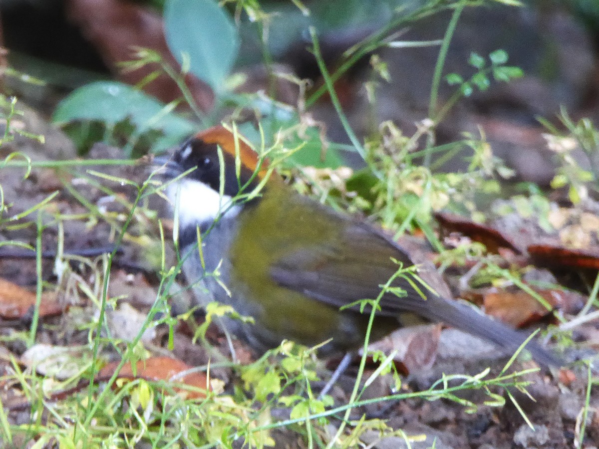クリボウシヤブシトド - ML642824924