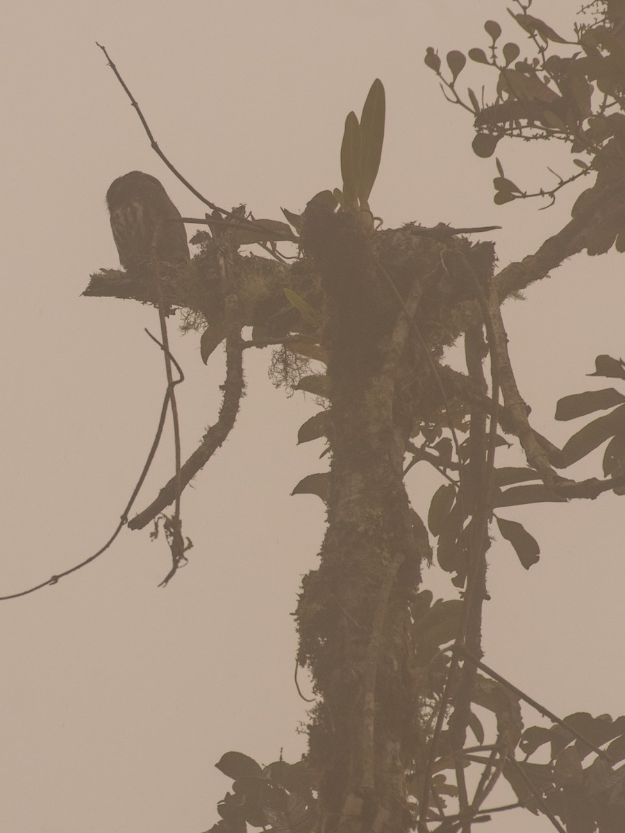 Andean Pygmy-Owl - ML642824927