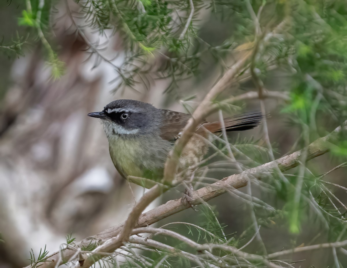 White-browed Scrubwren - ML642824928