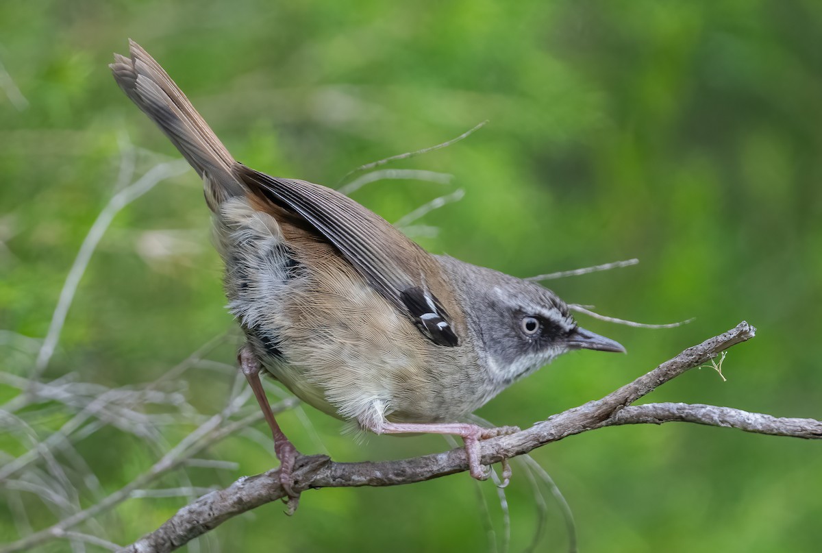 White-browed Scrubwren - ML642824930