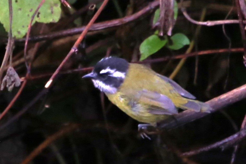Sooty-capped Chlorospingus - ML642824943