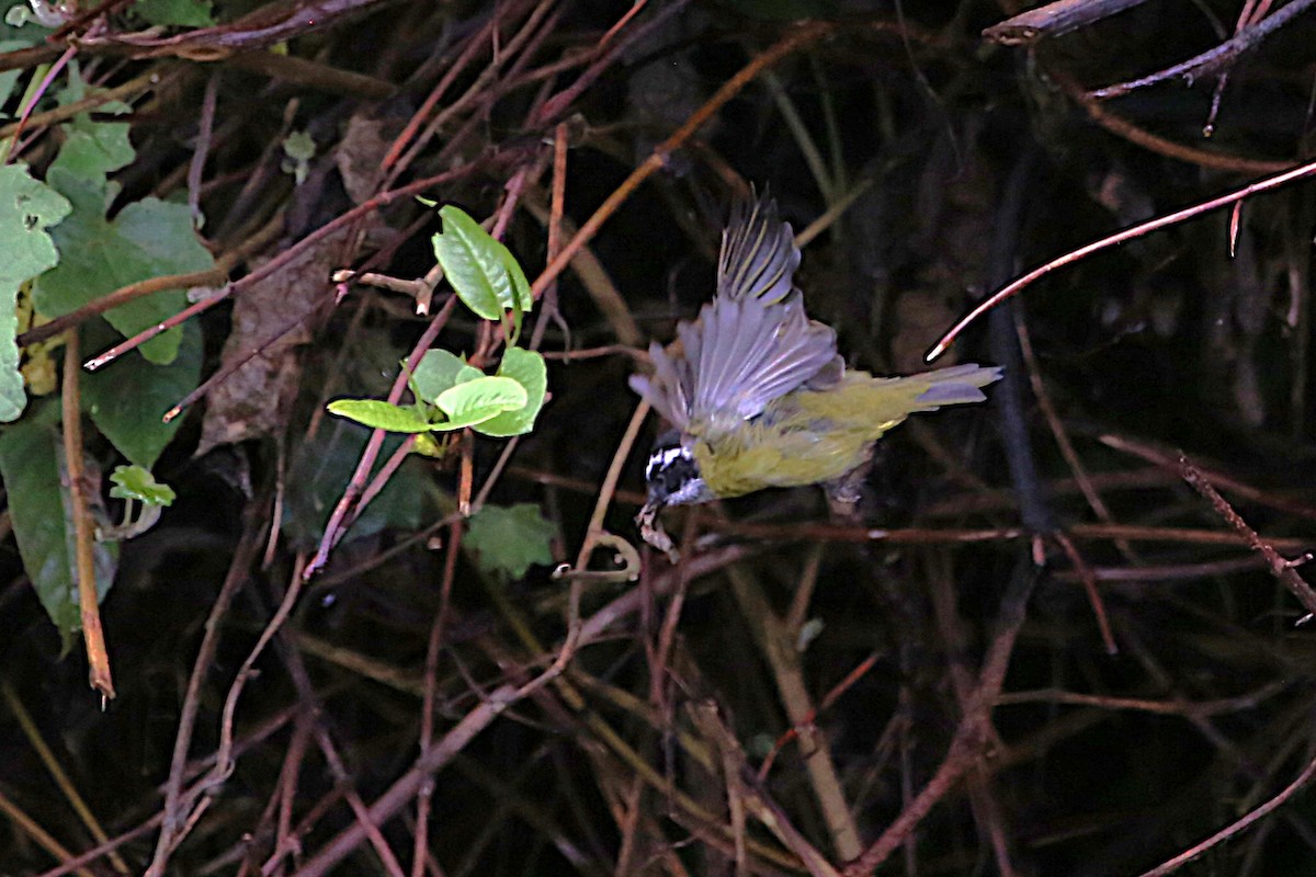 Sooty-capped Chlorospingus - ML642824945