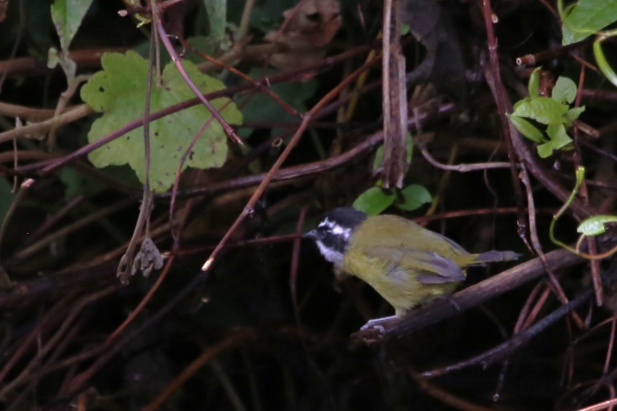 Sooty-capped Chlorospingus - ML642824946