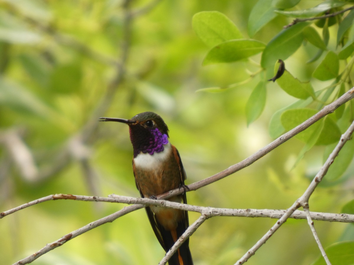 bahamaskolibri - ML642824971