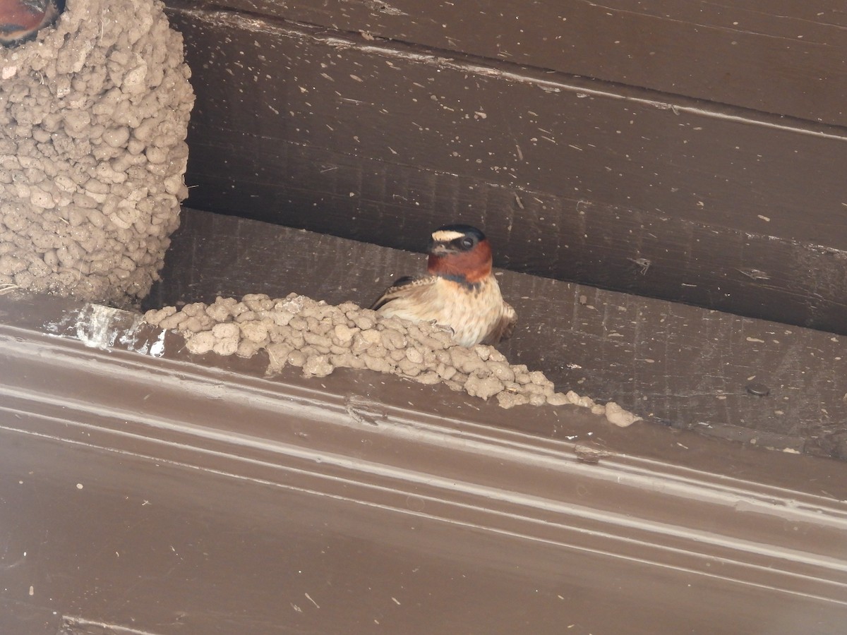 Cliff Swallow - ML642824972